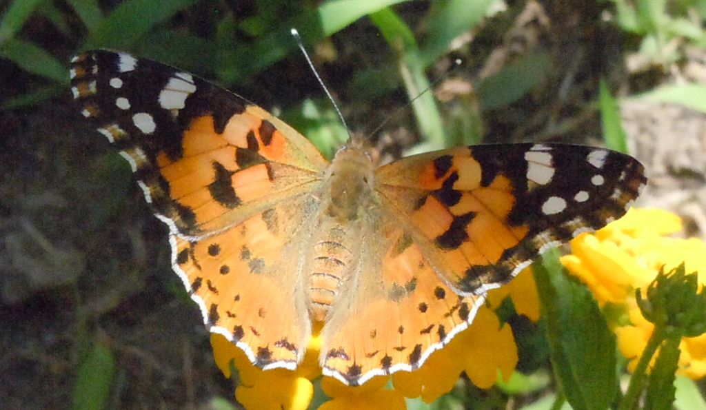 Vanessa cardui